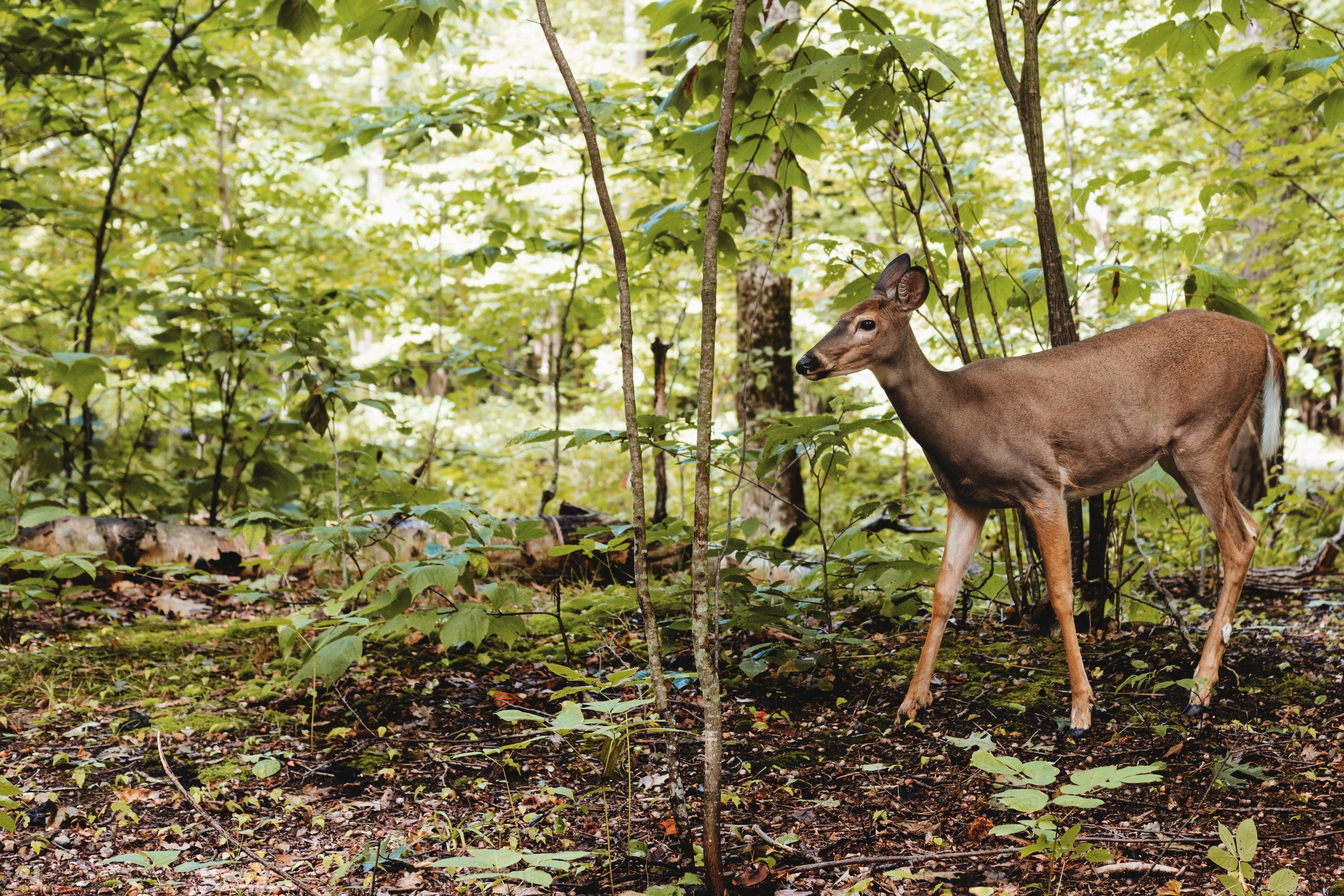 a-deer-in-the-woods - Pedersminde