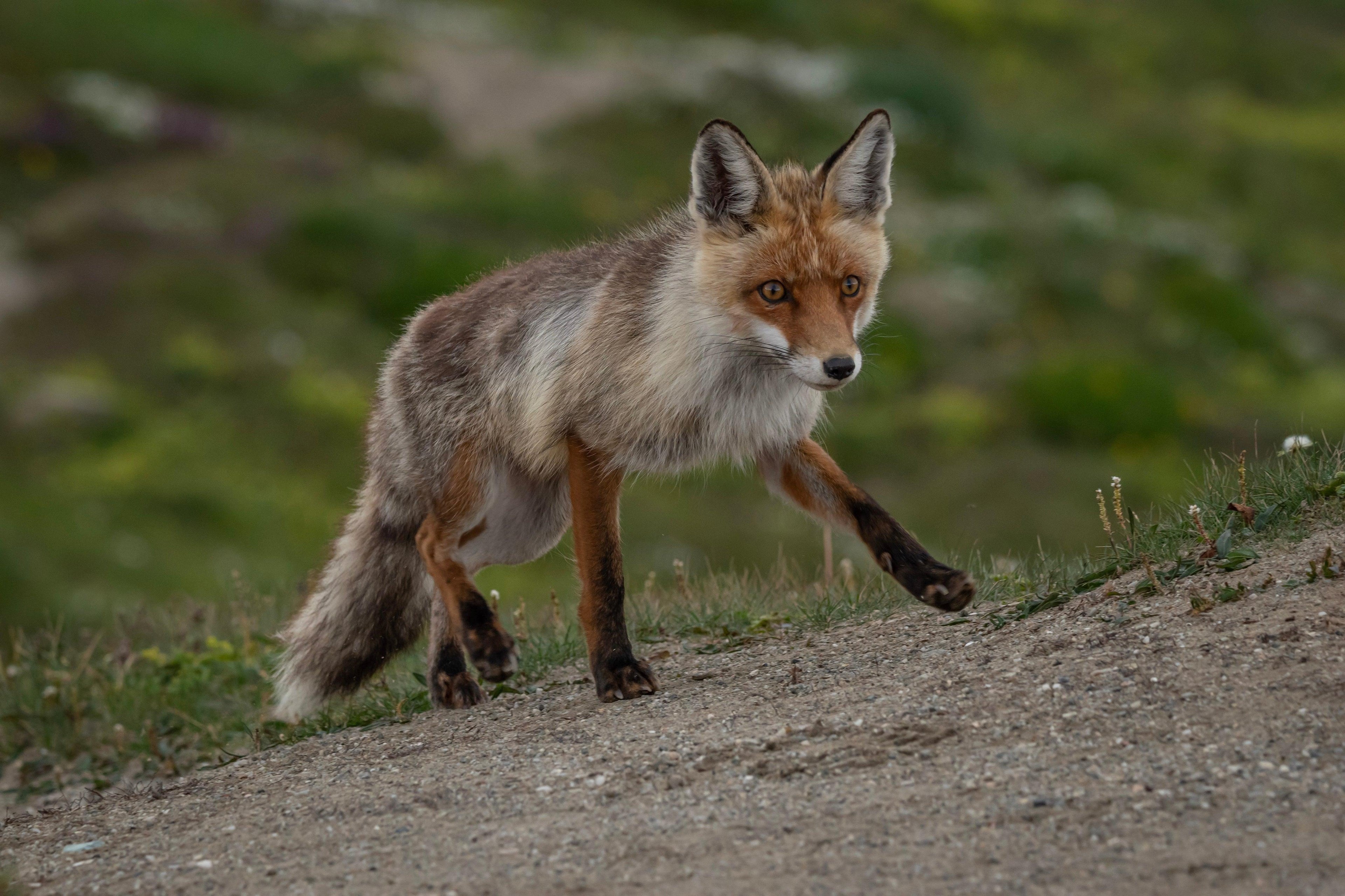 fox-walking-up-a-hill-with-green-grass-behind-them - Pedersminde