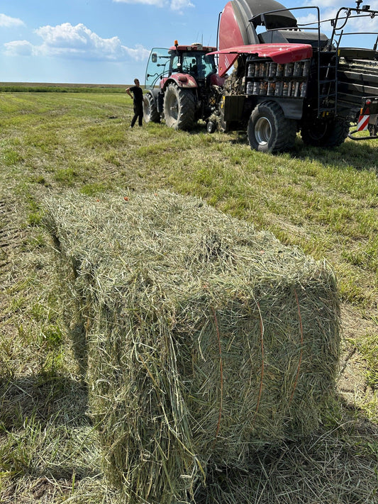 thumbnail_image002 - Pedersminde